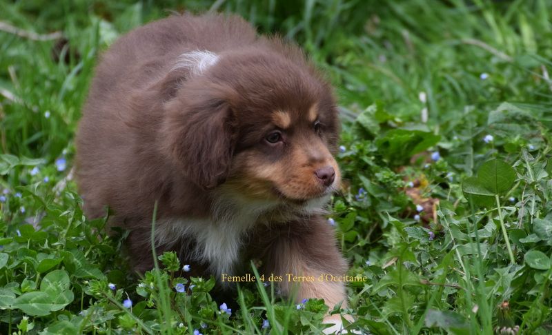 Des Terres d'Occitanie - Chiots disponibles - Berger Américain Miniature 