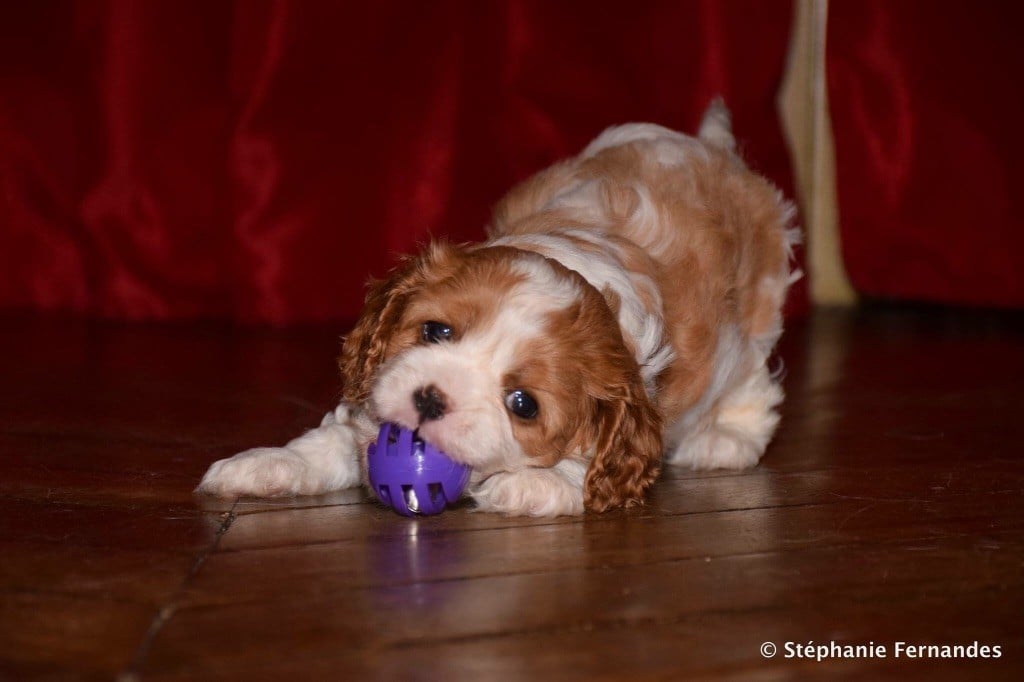 Du Royaume Des Lumières - Chiots disponibles - Cavalier King Charles Spaniel