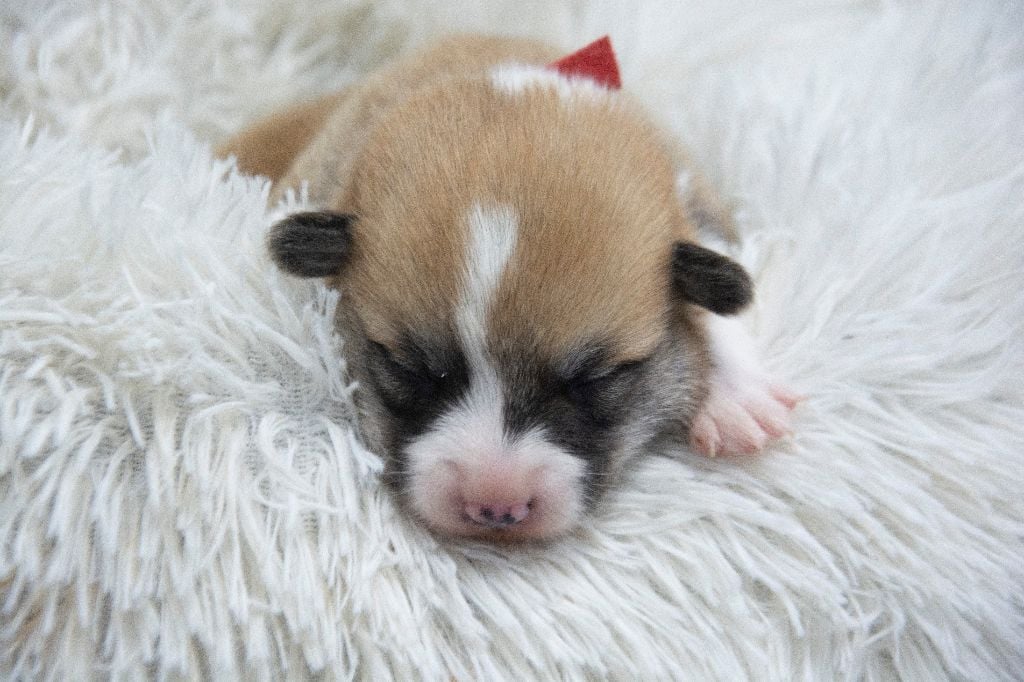 Des Gardiens Du Mermoz - Welsh Corgi Pembroke - Portée née le 29/11/2021