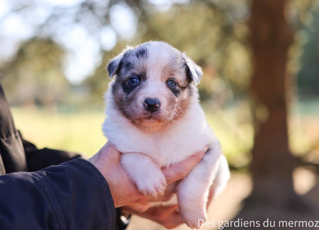 Des Gardiens Du Mermoz - Chiots disponibles - Berger Australien