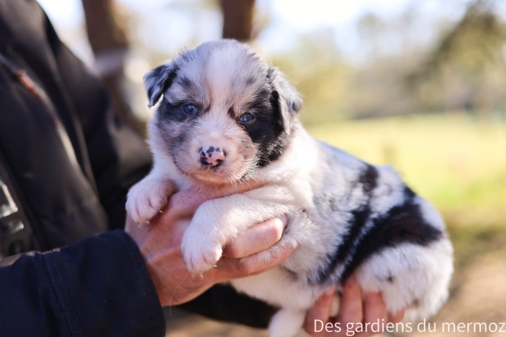 Des Gardiens Du Mermoz - Chiots disponibles - Berger Australien