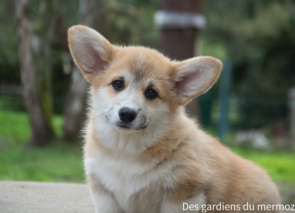 Des Gardiens Du Mermoz - Welsh Corgi Pembroke - Portée née le 04/01/2024