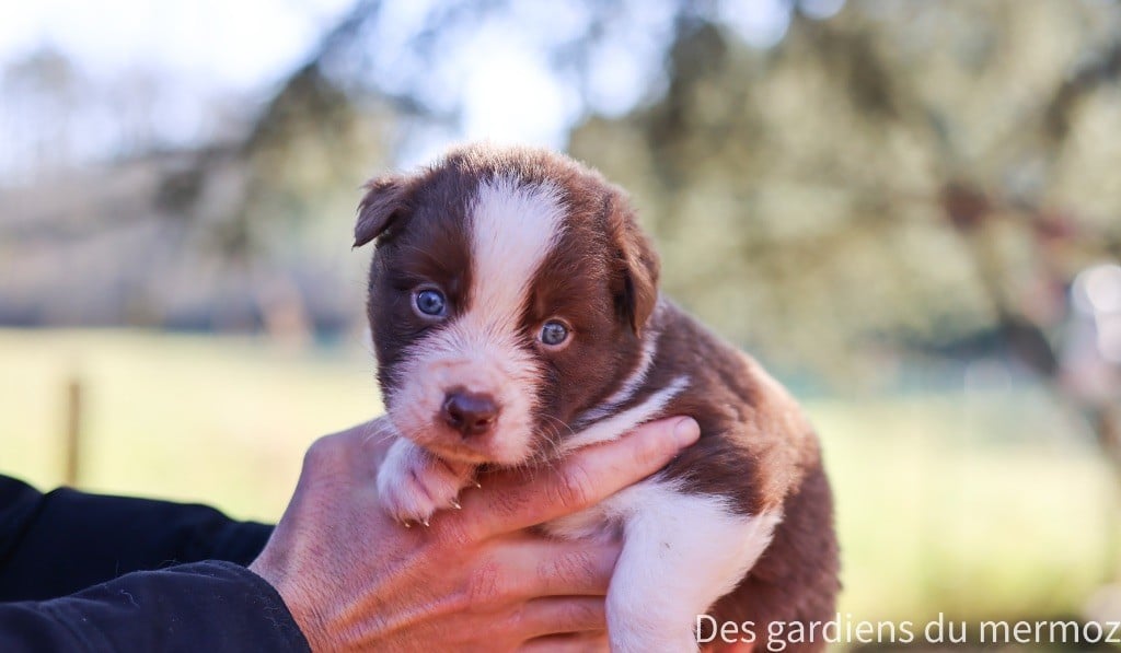 Des Gardiens Du Mermoz - Chiots disponibles - Berger Australien