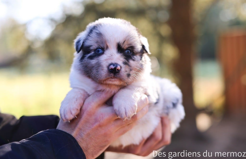 Des Gardiens Du Mermoz - Chiots disponibles - Berger Australien