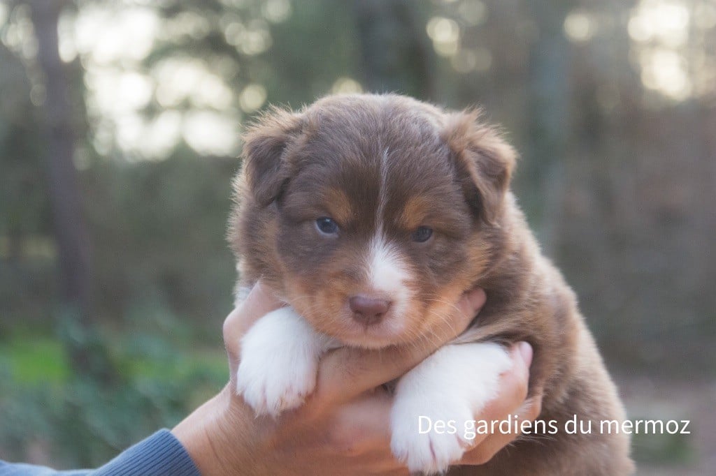 Des Gardiens Du Mermoz - Berger Australien - Portée née le 19/12/2022