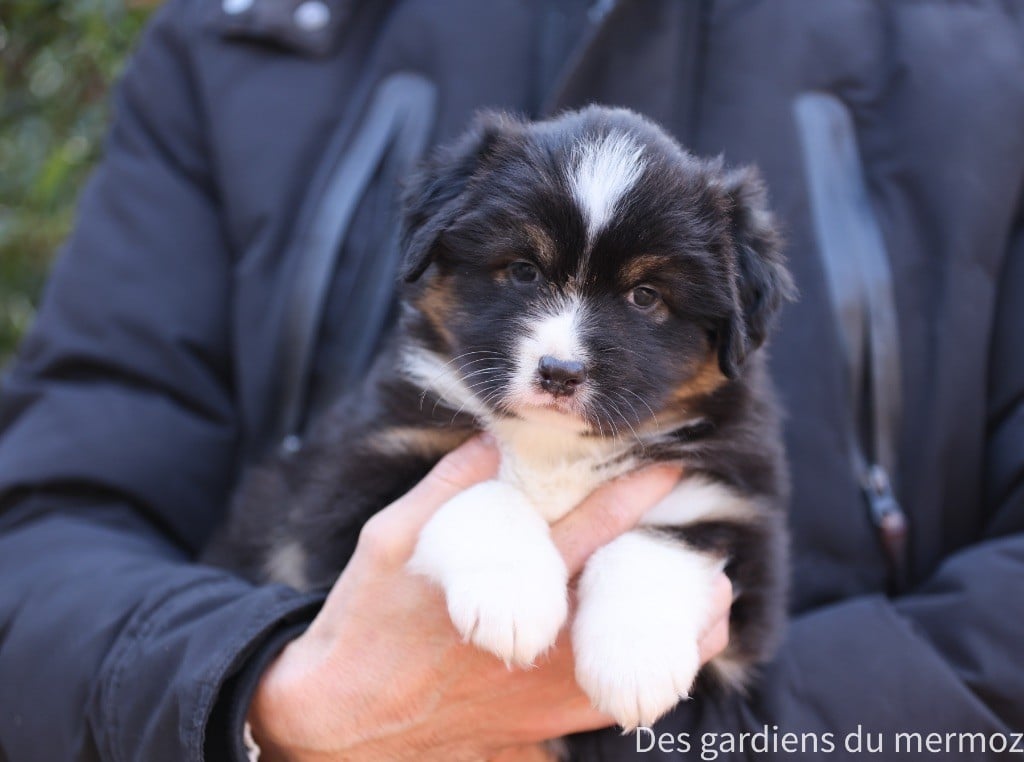 Des Gardiens Du Mermoz - Chiots disponibles - Berger Australien