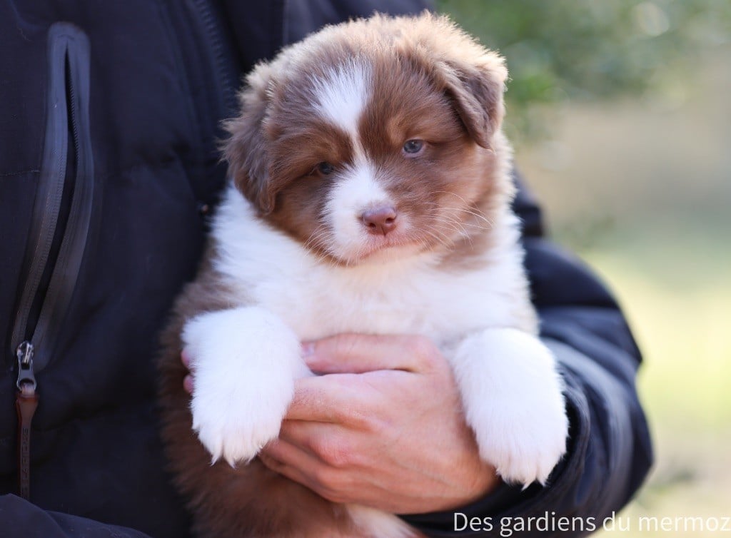 Des Gardiens Du Mermoz - Chiots disponibles - Berger Australien