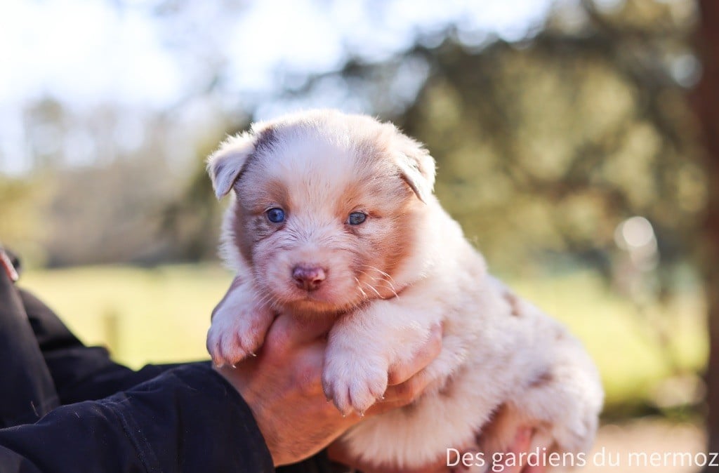 Des Gardiens Du Mermoz - Chiots disponibles - Berger Australien