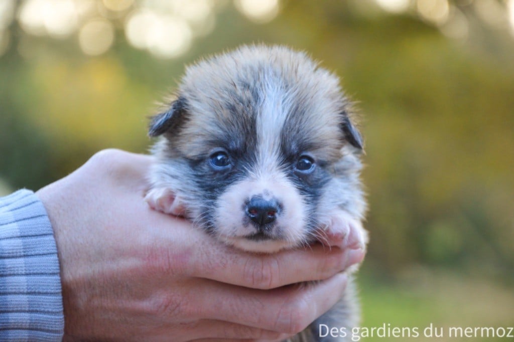 Des Gardiens Du Mermoz - Welsh Corgi Pembroke - Portée née le 26/10/2024