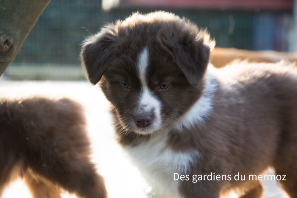 Des Gardiens Du Mermoz - Berger Australien - Portée née le 22/01/2024