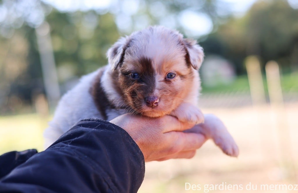 Des Gardiens Du Mermoz - Chiots disponibles - Berger Australien