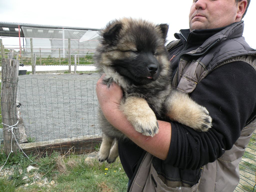 canin des mirabelles - Eurasier - Portée née le 17/02/2017