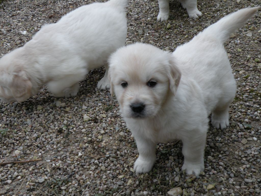 canin des mirabelles - Chiots disponibles - Golden Retriever