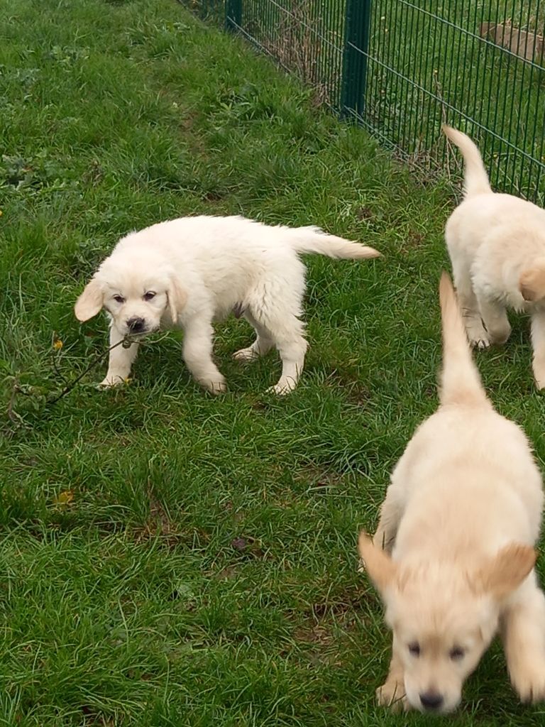 canin des mirabelles - Golden Retriever - Portée née le 25/09/2023