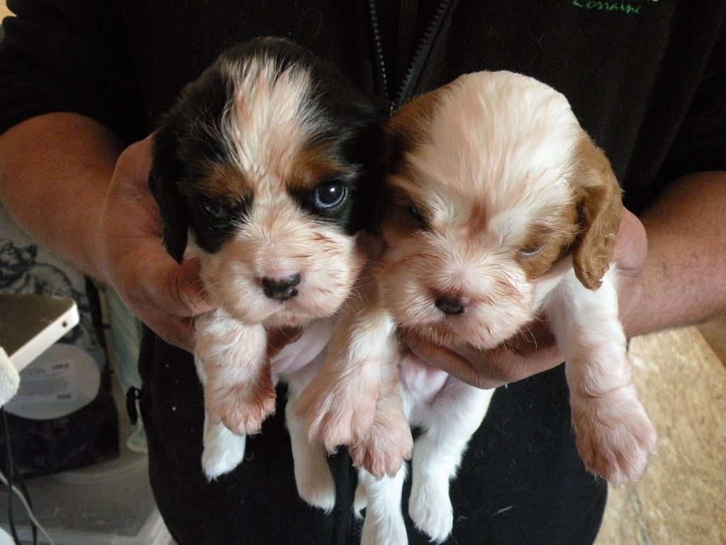 canin des mirabelles - Cavalier King Charles Spaniel - Portée née le 23/09/2017