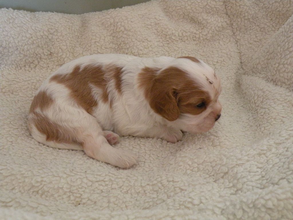 Chiot Cavalier King Charles Spaniel canin des mirabelles