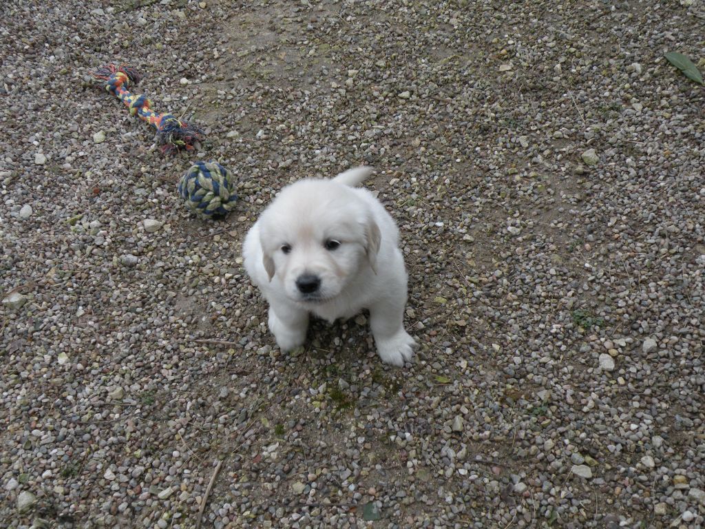 canin des mirabelles - Chiots disponibles - Golden Retriever