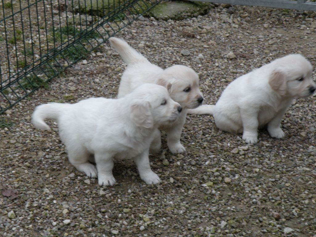 canin des mirabelles - Chiots disponibles - Golden Retriever