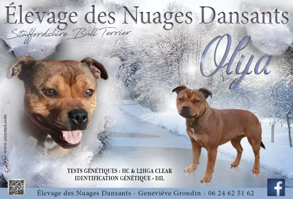 Des Nuages Dansants - Gestation confirmée pour Olya !!!