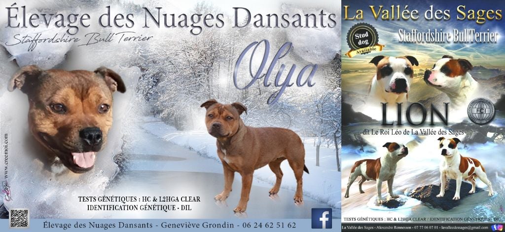 Des Nuages Dansants - Gestation confirmée pour Olya !!!