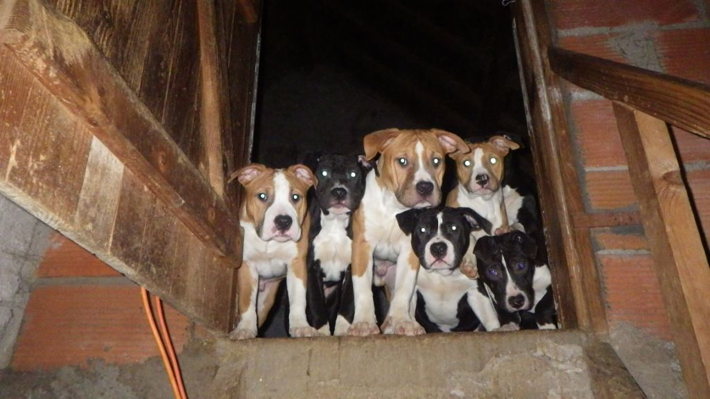 Chiot American Staffordshire Terrier De Midipile