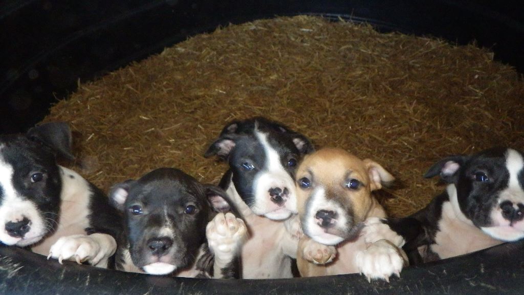 Chiot American Staffordshire Terrier De Midipile