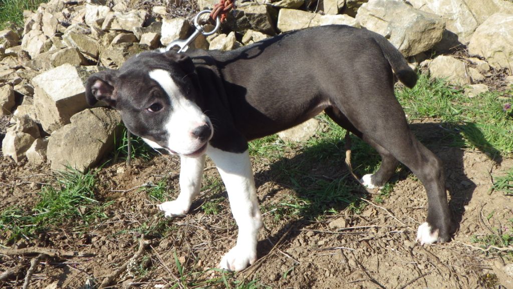 De Midipile - Chiots disponibles - American Staffordshire Terrier