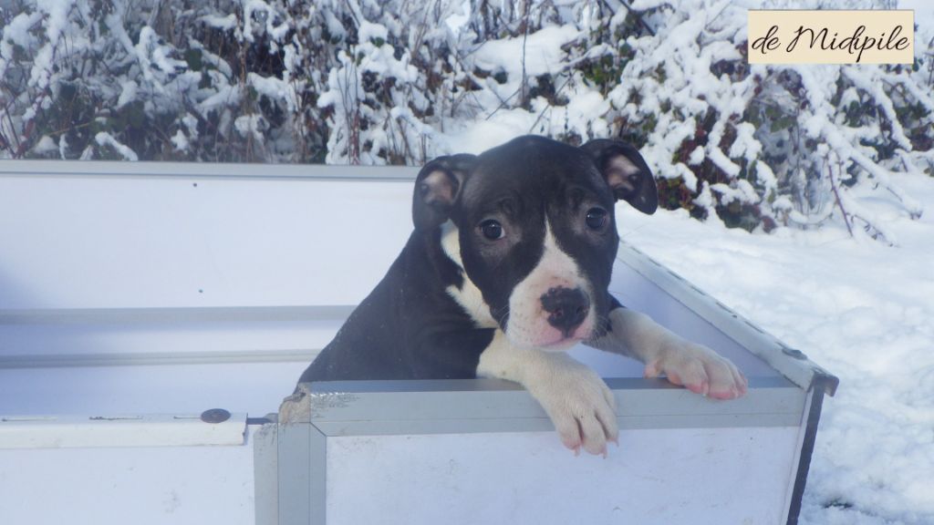 De Midipile - Chiots disponibles - American Staffordshire Terrier