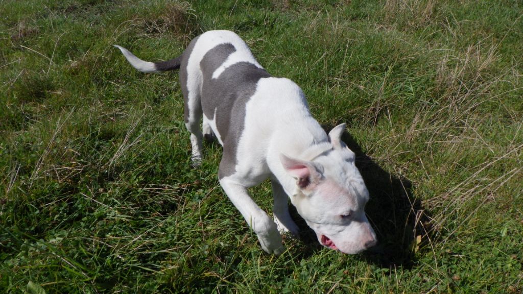 De Midipile - Chiots disponibles - American Staffordshire Terrier