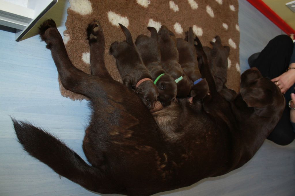 De La Forêt D'Eole - Labrador Retriever - Portée née le 25/05/2019