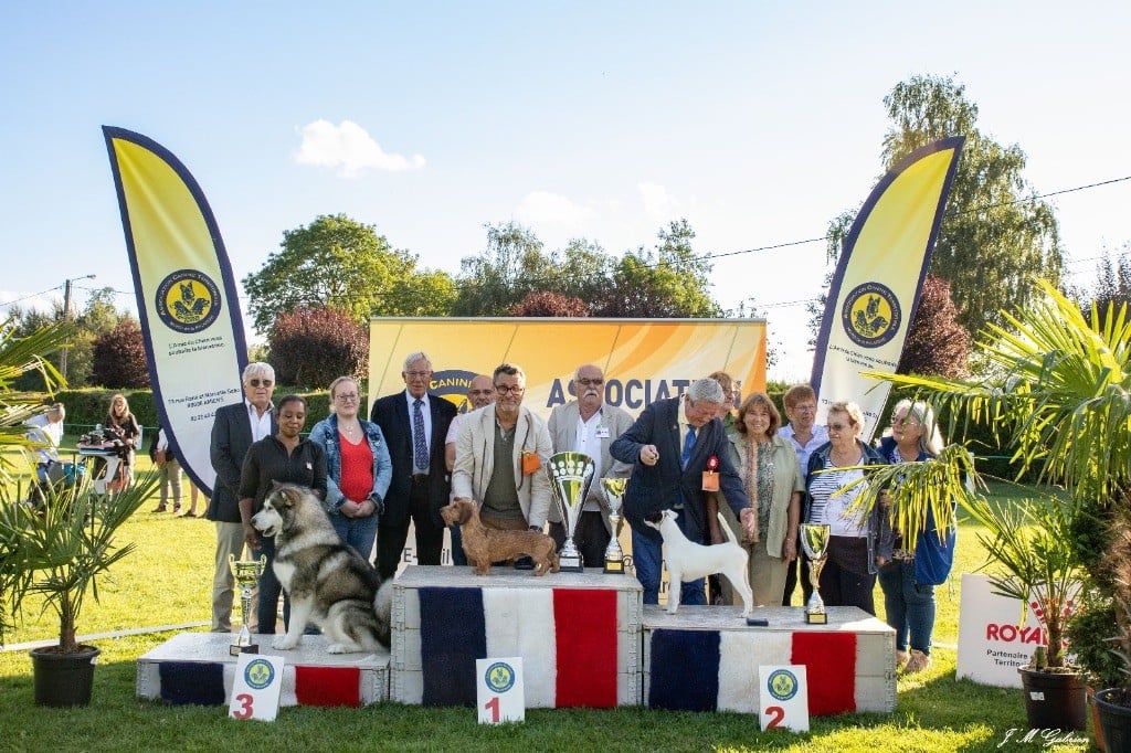 Du Broussis Des Chênes Rouges - Rey Best in Sow à Thenelles 