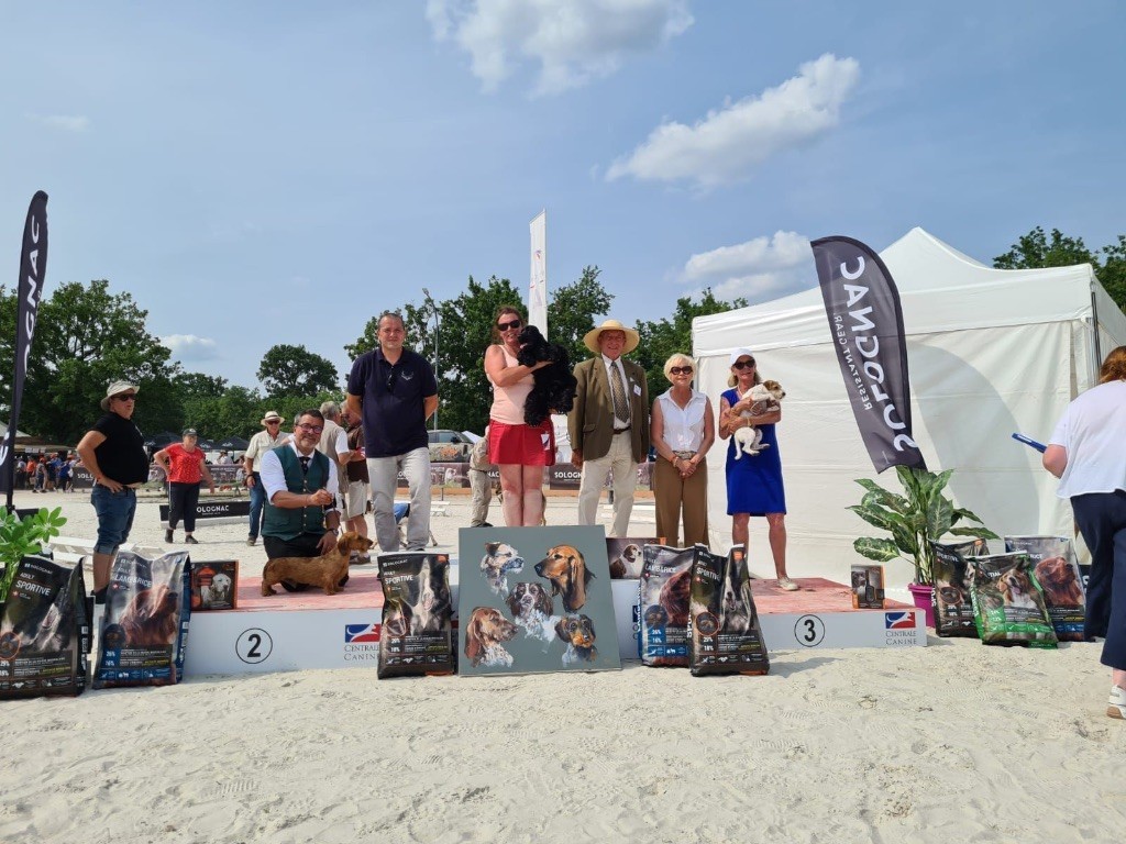 Du Broussis Des Chênes Rouges - Très joli doublé au Grand prix des Chiens de Chasse Lamotte Beuvron 