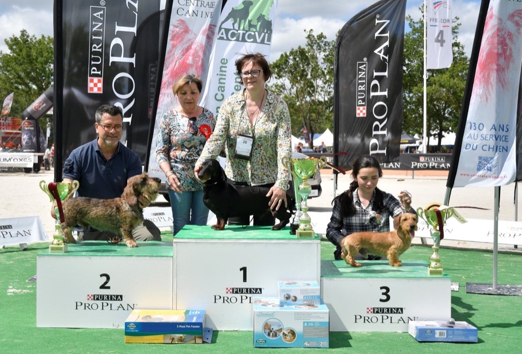 Du Broussis Des Chênes Rouges - Grand Prix des Chiens de Chasse 16 juin 2019