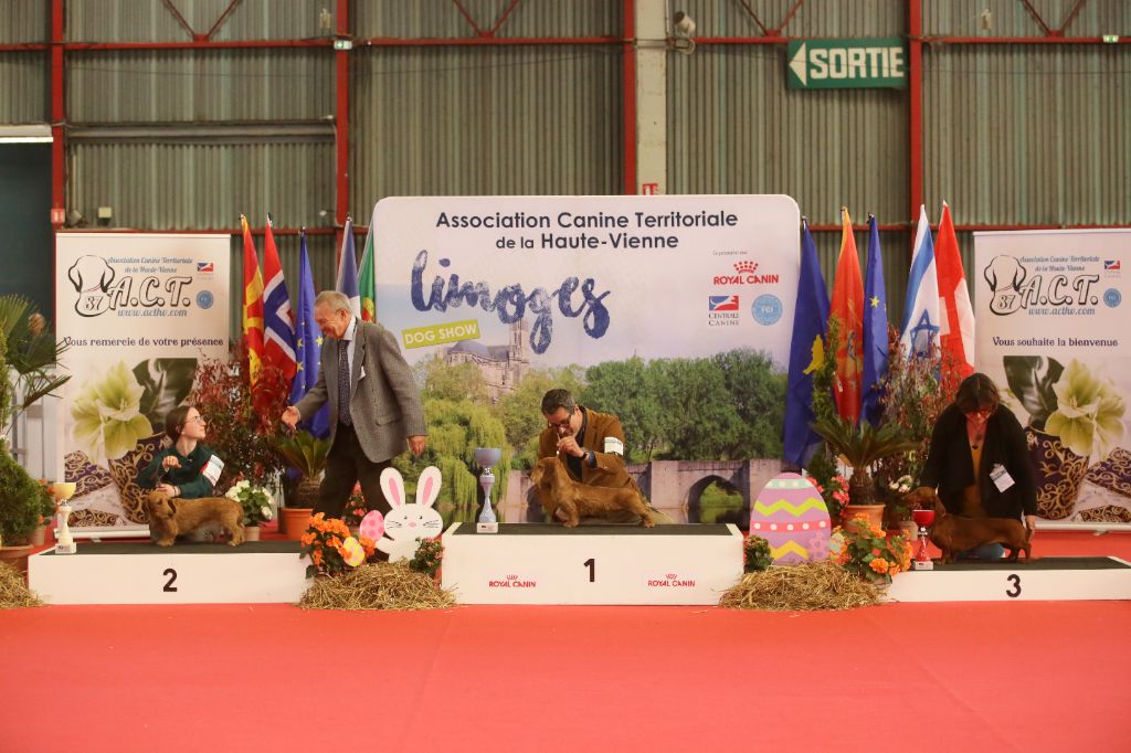 Du Broussis Des Chênes Rouges - Exposition Internationale de Limoges