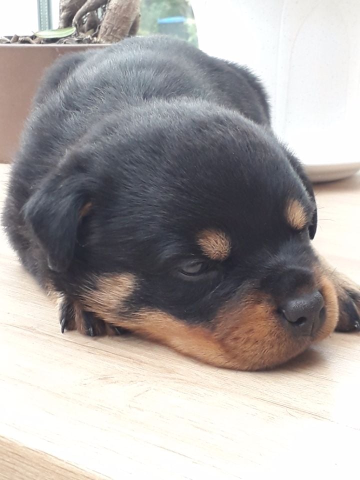 Diams Black - Chiots disponibles - Rottweiler