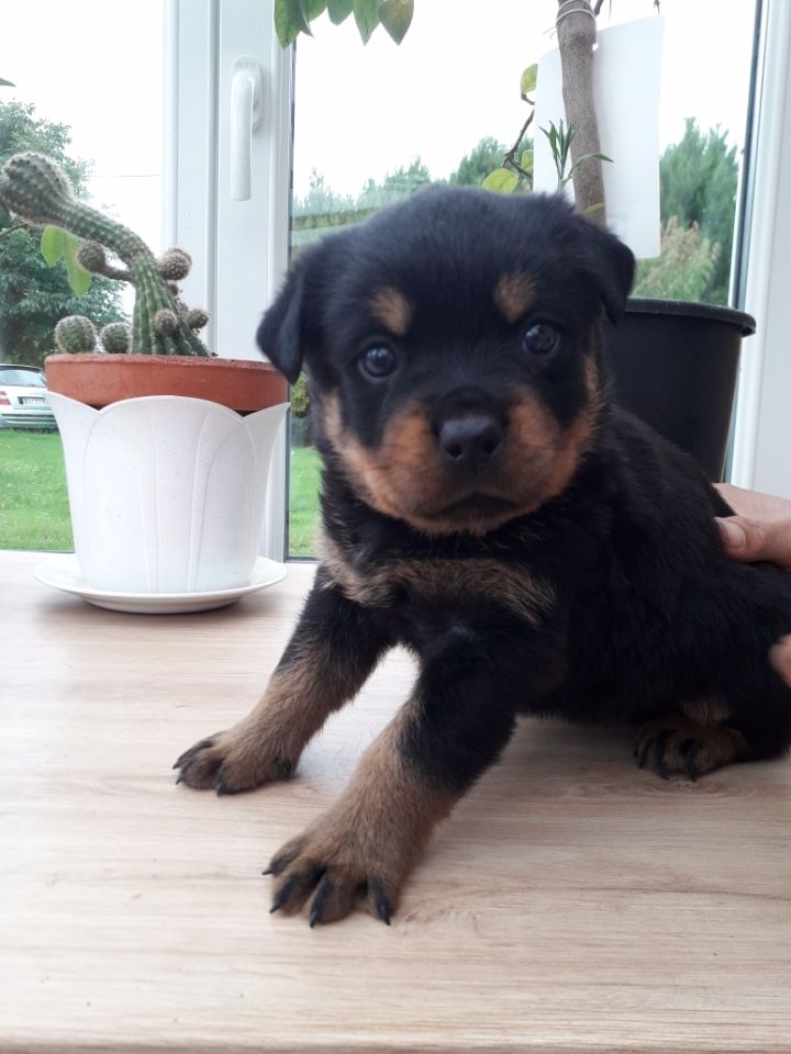 Diams Black - Chiots disponibles - Rottweiler