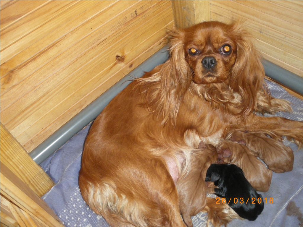 de la Plume du Cheyenne - Cavalier King Charles Spaniel - Portée née le 25/03/2018