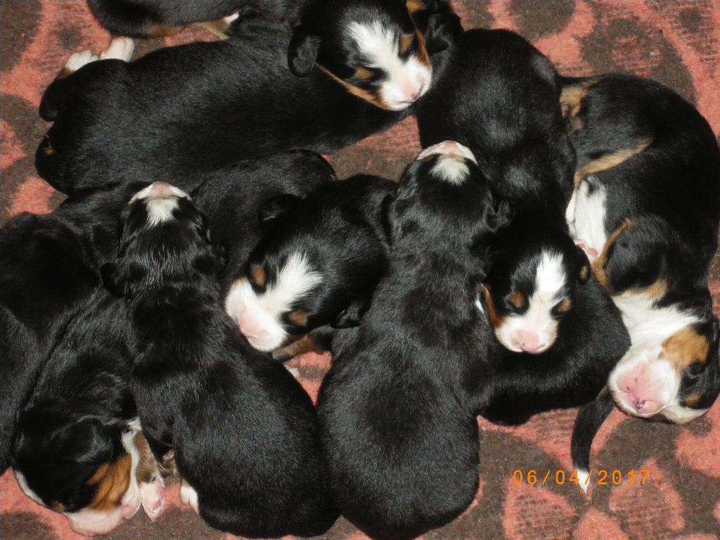 Chiot Bouvier Bernois de la Plume du Cheyenne