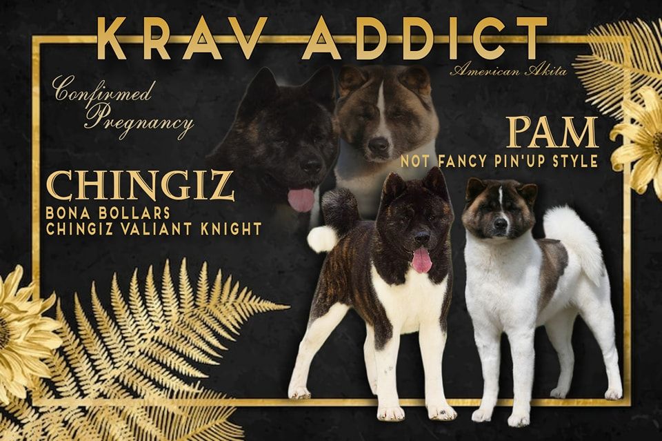 Krav Addict - Chiots à naître d'ici peu