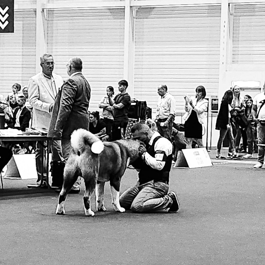 Krav Addict - WORLD DOG SHOW 2023