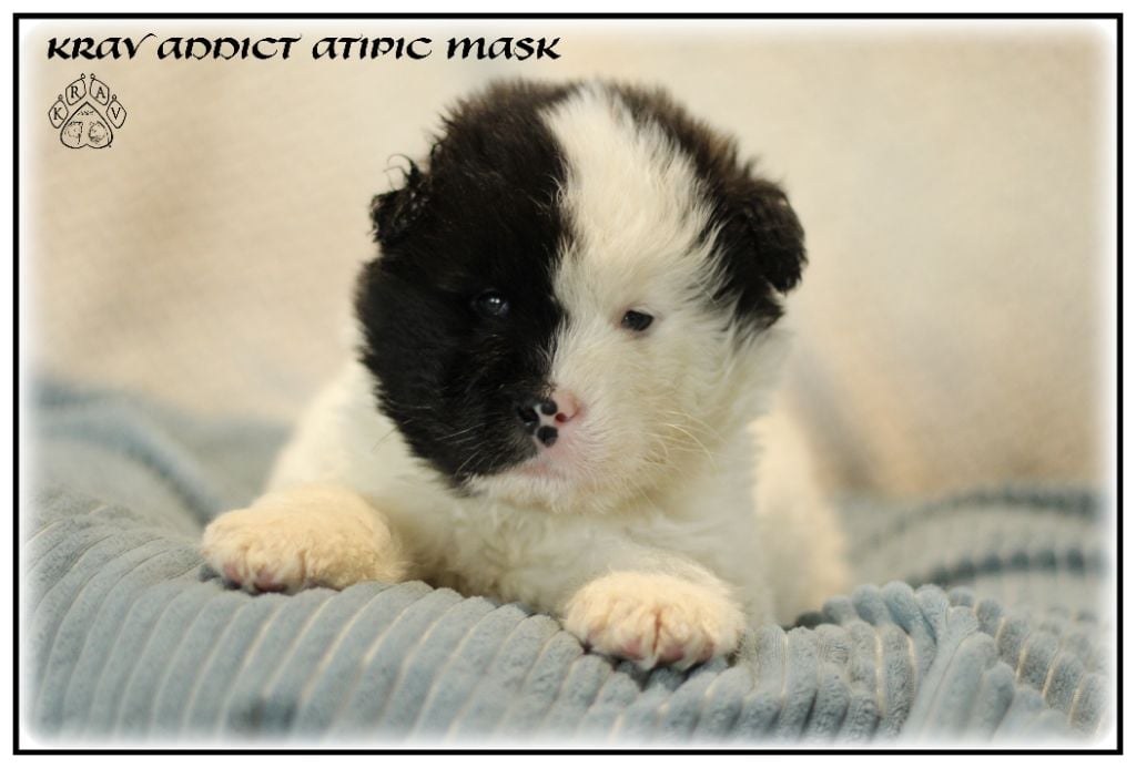 Krav Addict - Chiots disponibles - Akita americain