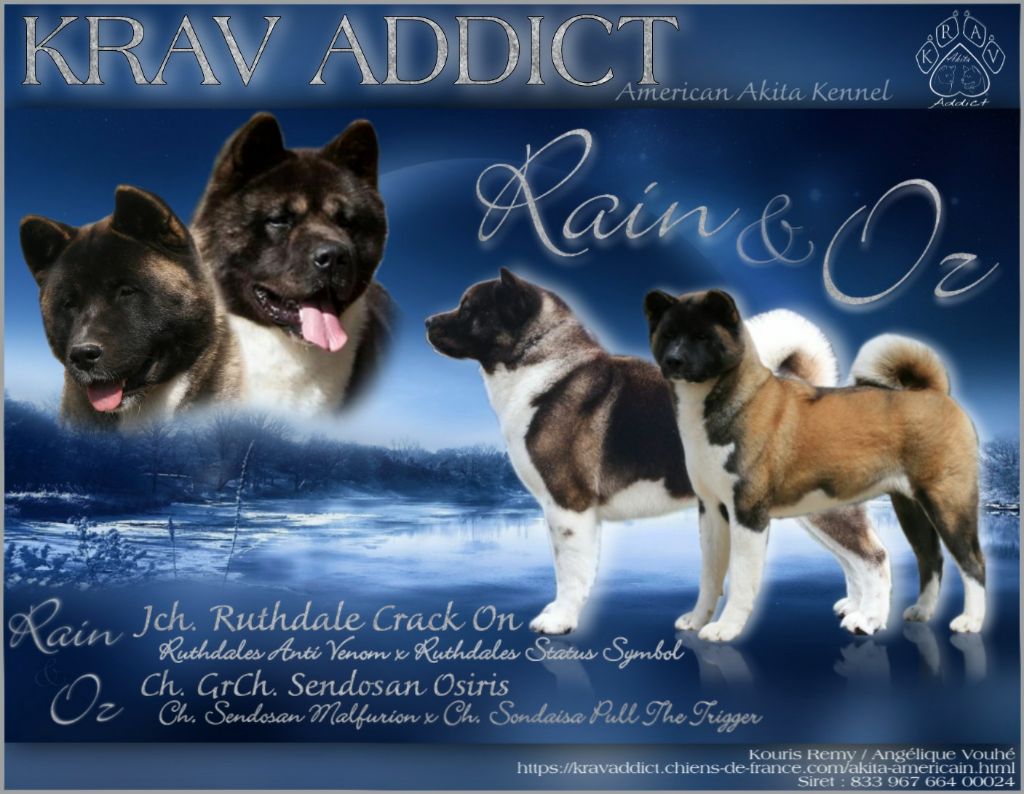 Krav Addict - Akita americain - Portée née le 14/08/2020