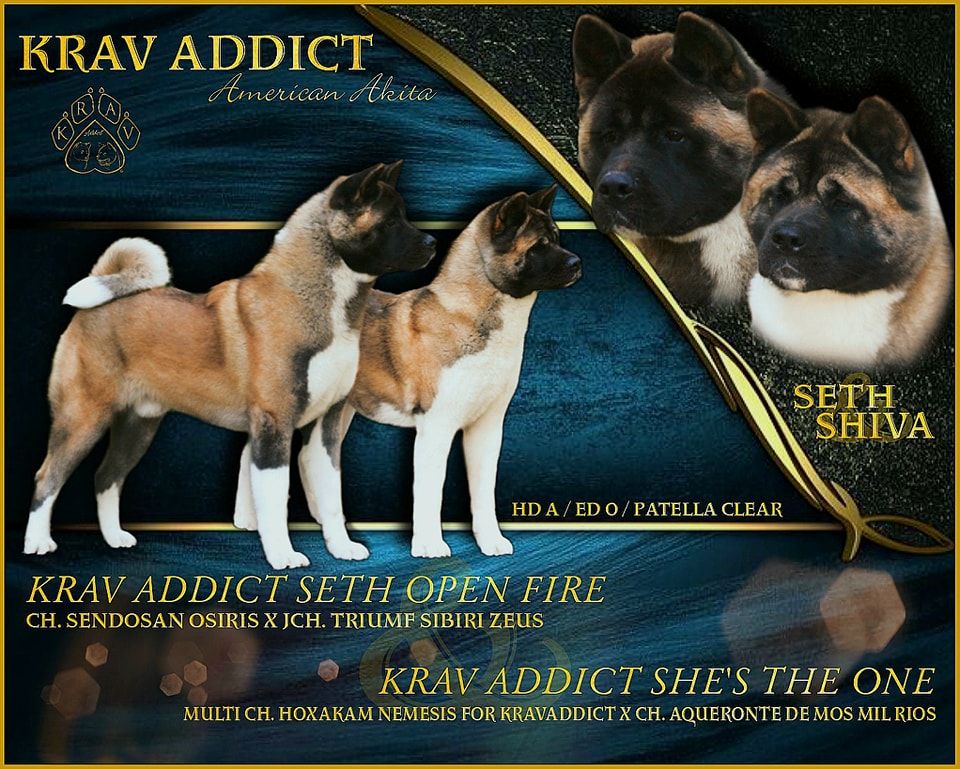 Krav Addict - Akita americain - Portée née le 30/10/2022