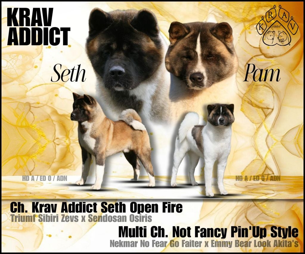 Krav Addict - Akita americain - Portée née le 14/02/2025