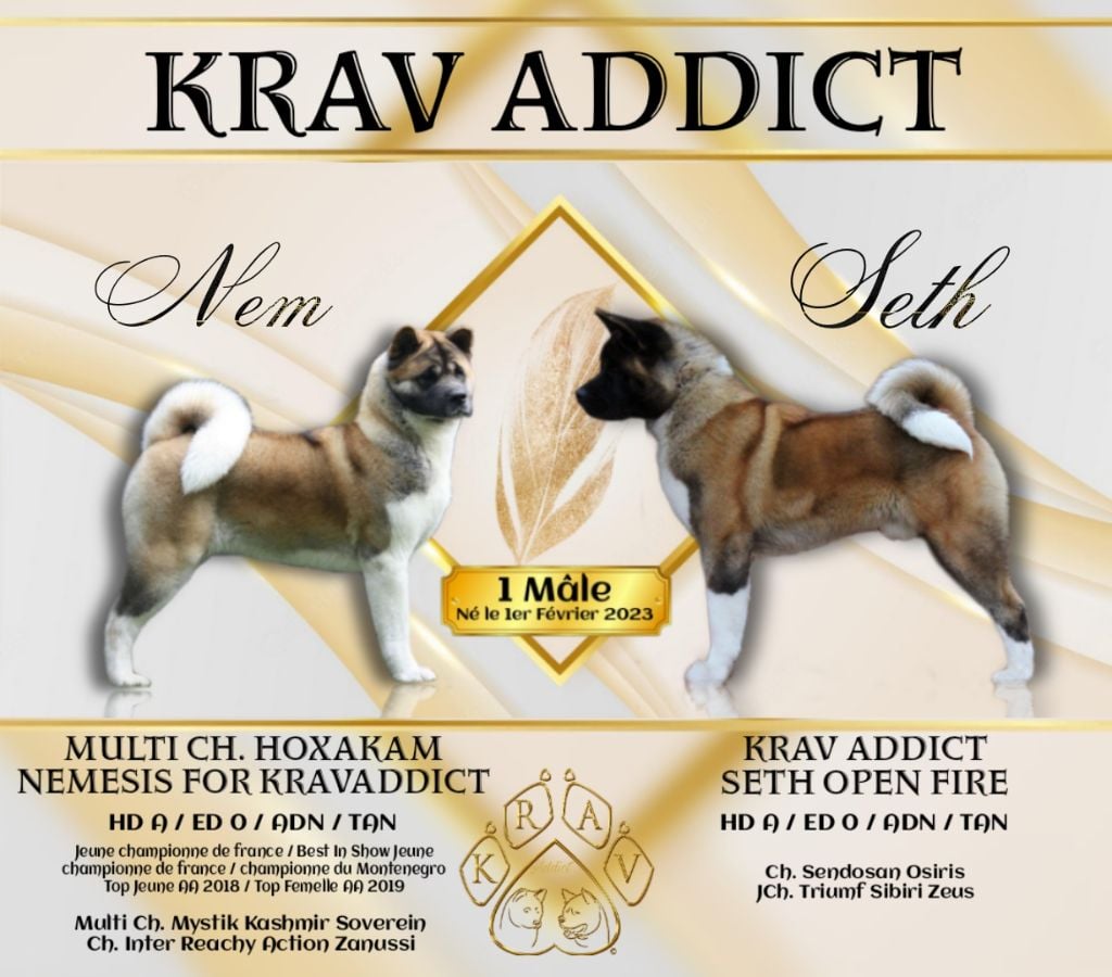 Krav Addict - Akita americain - Portée née le 01/02/2023