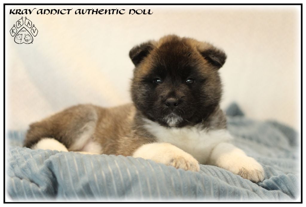 Krav Addict - Chiots disponibles - Akita americain