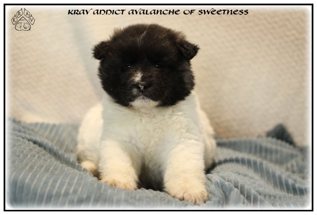 Krav Addict - Chiots disponibles - Akita americain