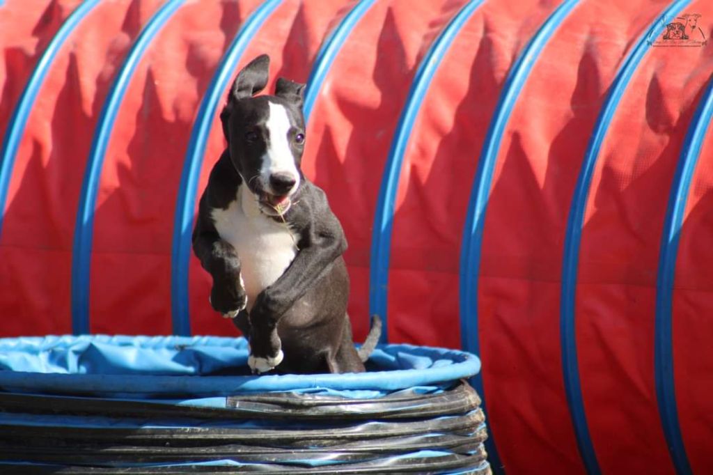 du Pays de l'Auvézère - Chiots disponibles - Whippet