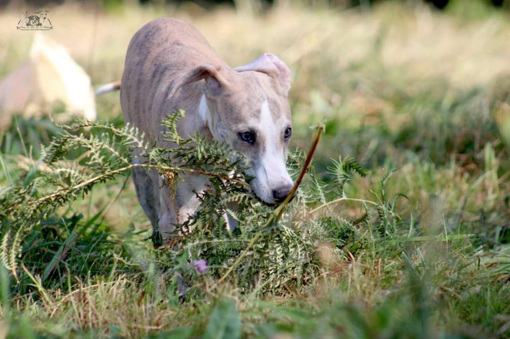 du Pays de l'Auvézère - Chiots disponibles - Whippet