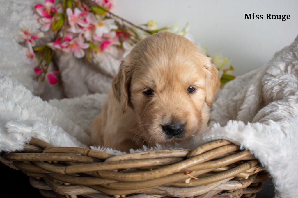 Since Always And For Eternity - Chiots disponibles - Golden Retriever